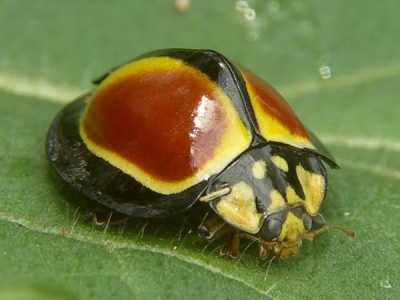 Australoneda Ladybird - Ladybirds species | CHIAMAIAS JISHEBI | ჭიამაიას ჯიშები